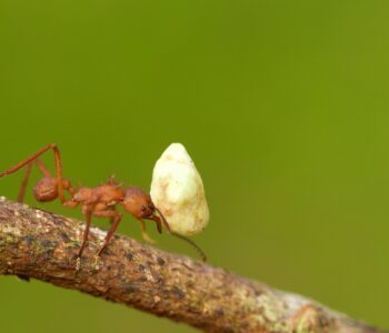 A ant can lift 20 times its body weight.