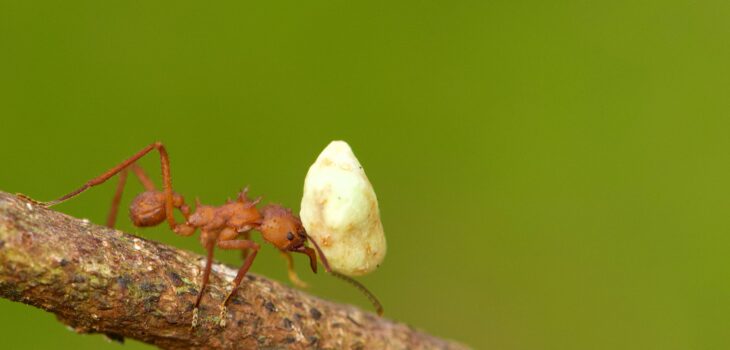 A ant can lift 20 times its body weight.